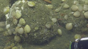 Media type: image;   Invertebrate Zoology 153153 Description: live specimen;